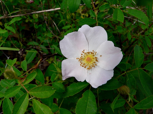 {Rosa carolina}